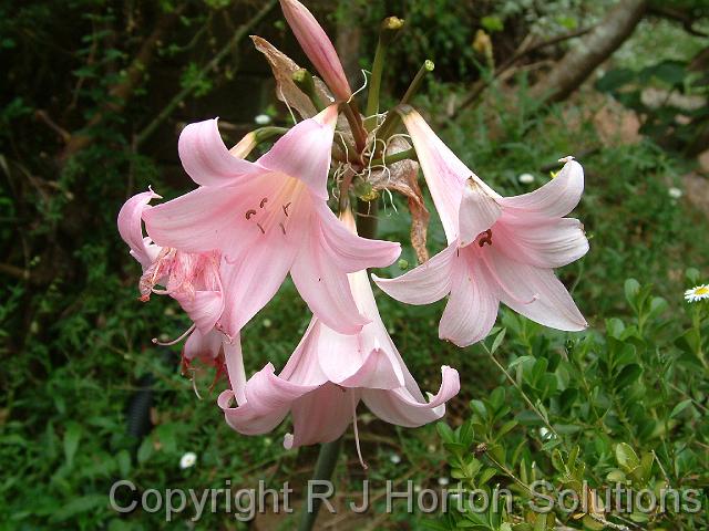 Amaryllis Naked ladies